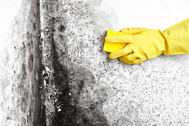 Best Home Mold Removal  in Reedsville, WI