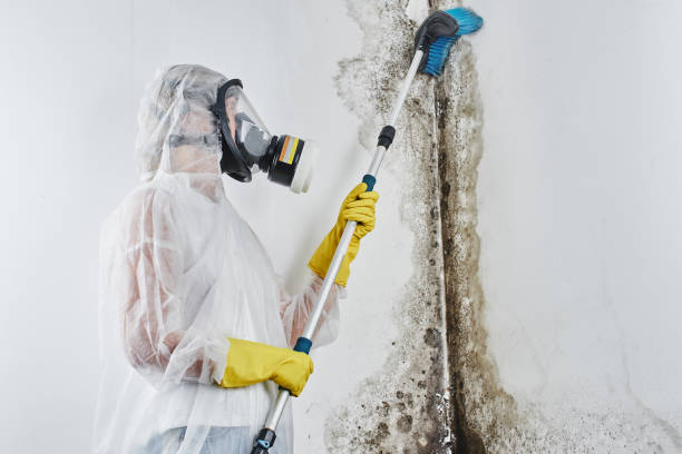 Best Toxic Mold Removal  in Reedsville, WI
