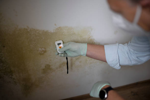 Best Mold Removal Near Me  in Reedsville, WI