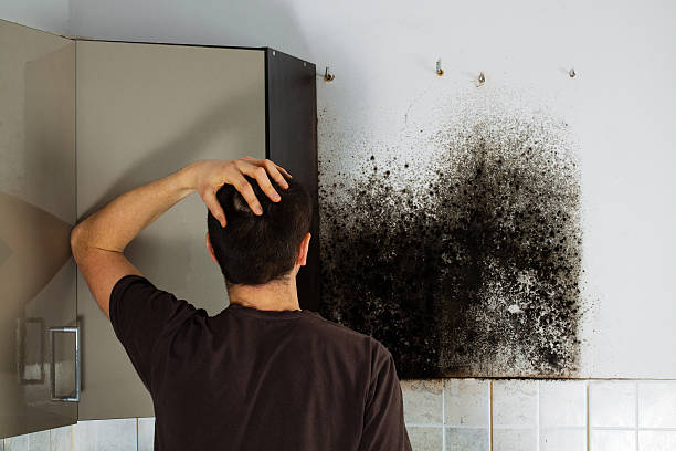 Best Mold Remediation  in Reedsville, WI