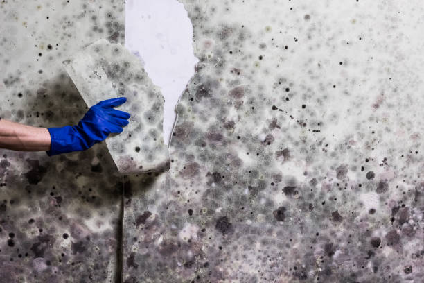 Best Same-Day Mold Removal  in Reedsville, WI